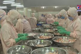 Seafood sector striving to boost exports