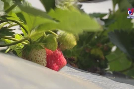 Son La ready to ship strawberries abroad