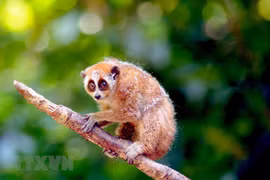 Son La releases wild loris back into nature