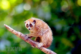 Son La releases wild loris back into nature