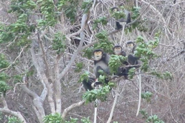 Black shanked douc langurs spotted in Ninh Thuan
