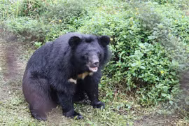 Ninh Binh promotes wildlife-based tourism