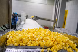 Processing pineapple for export at Dong Giao farm