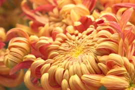 Exotic chrysanthemum garden dazzles Hanoians