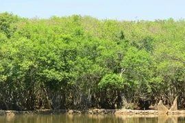 Half of the world’s mangrove ecosystems under threat