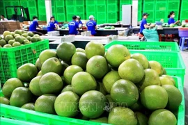 Vietnam’s fresh pomelo licensed to export to RoK