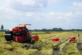 Hai Duong promoting model of organic rice and sand worm