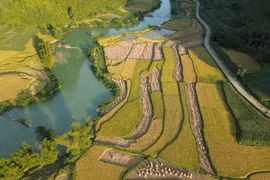 Golden rice fields in Cao Bang province 