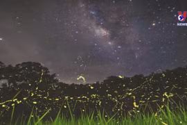 Ninh Binh introduces Cuc Phuong National Park night tour