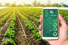 Efforts made to promote digital transformation in agriculture