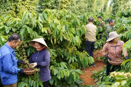 Illustrative image (Photo: VietnamPlus)