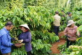 Illustrative image (Photo: VietnamPlus)