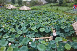 Captivating lotus pond at Moc Chau national tourist site