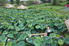 Captivating lotus pond at Moc Chau national tourist site