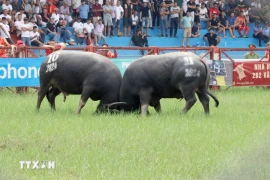 Buffalo fighting festival held in Do Son