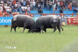 Buffalo fighting festival held in Do Son
