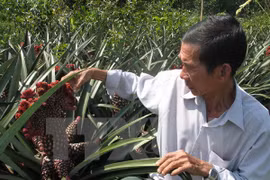 Ha Van Bay, a farmer in Thanh My commune of Tan Phuoc district, takes care of his ornamental pineapple field (Photo: VNA)