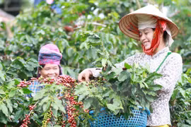  Coffee output likely to fall by 20 percent 