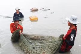 Ca Mau’s seafood exports fall