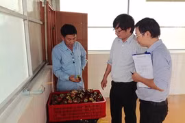 Safety standards maximise profits for fruit farmers 