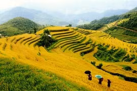 National week honours Mu Cang Chai terraced paddy fields 