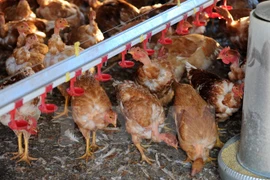 Vietnam vigilant over A/H7N9 avian influenza 