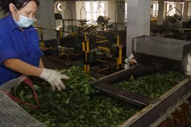 Vietnamese tea exports decrease 
