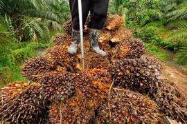 Thailand works to distribute palm oil overstock
