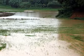 Vietnam should be proactive in coping with natural disasters