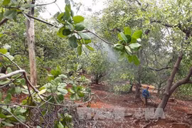 Dutch company eyes 5,000 ha of clean cashew land in Binh Phuoc