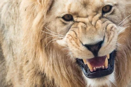 Six Vietnamese law violators in South Africa return home