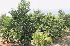 Bac Giang farmers cash in on citrus fruit plantation