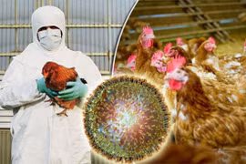 Cambodia reports first outbreak of H5N6 bird flu