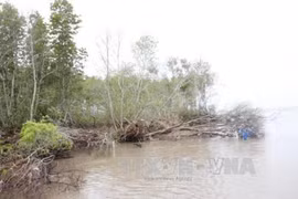 Ca Mau: sea dyke fortification remains a work in progress