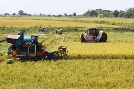 Mekong Delta expects 150,000 more tonnes from summer-autumn rice crop