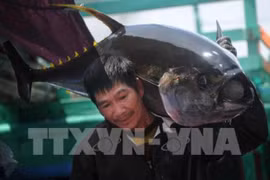 Tuna exports predicted to flourish in 2019 