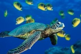 Programme to promote conservation of endangered sea turtles