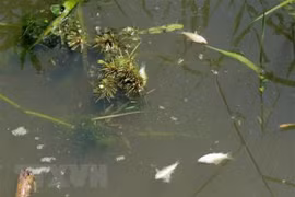 Phu Tho: firm fined for polluting environment