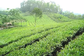 Thai Nguyen moves to preserve Tan Cuong tea