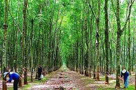 Firms investing abroad urged to pay attention to corporate social responsibility