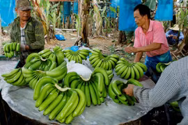 Banana to become Laos’ major agricultural export