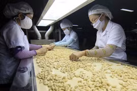 Vietnam targets 4 billion USD from cashew exports in 2020 
