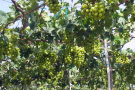 Ninh Thuan to link grape growing to sustainable practices