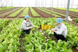 More investment in processing key to boost fruit, vegetable export