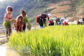 Policy dialogue on child labour towards supply chain transparency 