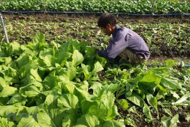 Ba Ria-Vung Tau starts to embrace organic farming
