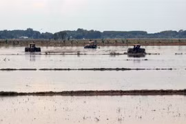 New farming models increase incomes in Kien Giang