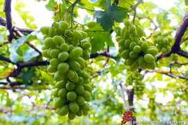Ninh Thuan welcomes 120,000 visitors during Grape and Wine Festival