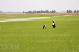 Kien Giang to molibise 17 trillion VND for new-style rural area building