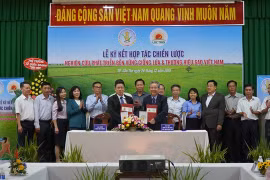 Company, research institute to develop new rice varieties